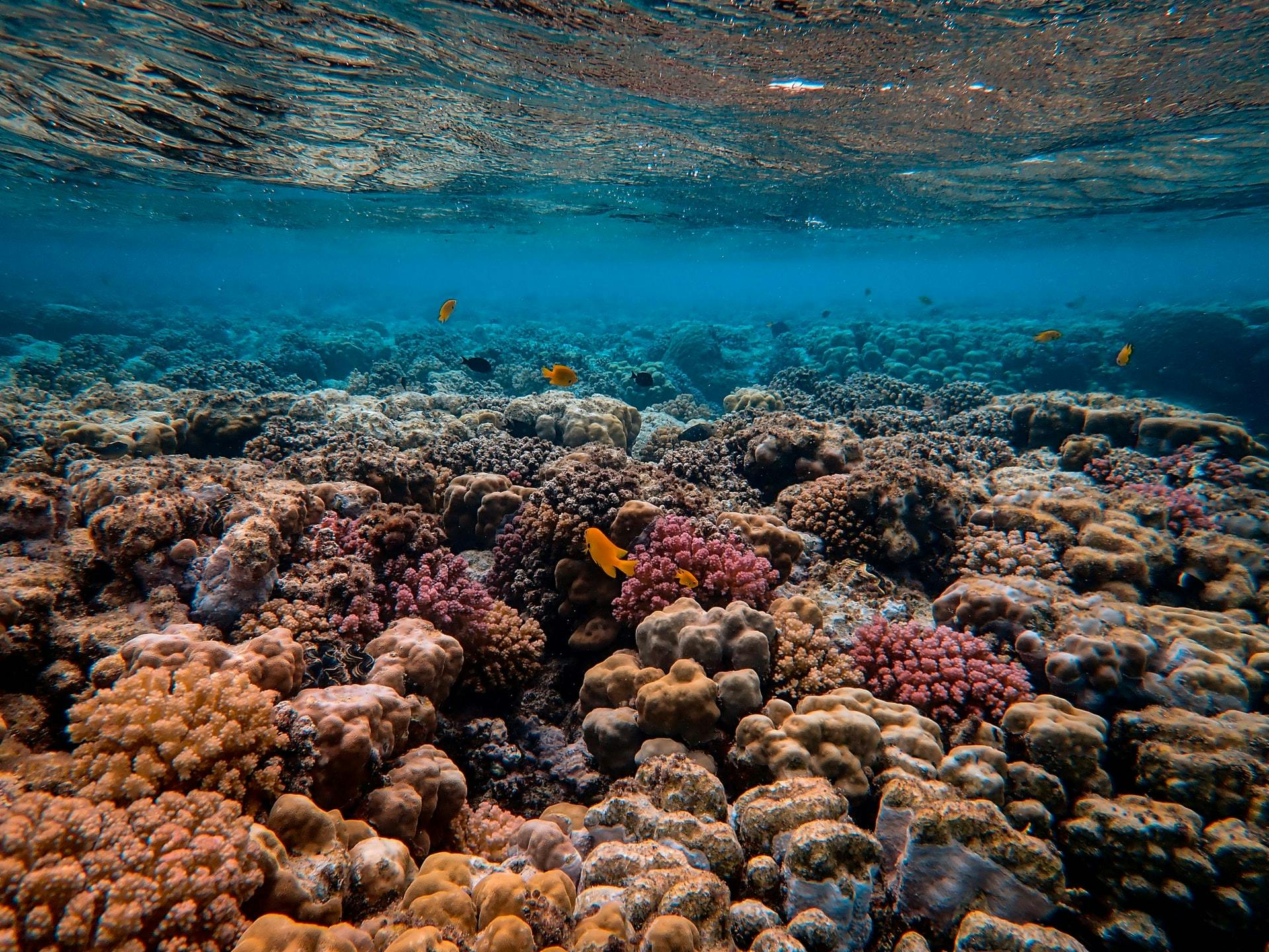 The Mission to Save the World's Coral Reef